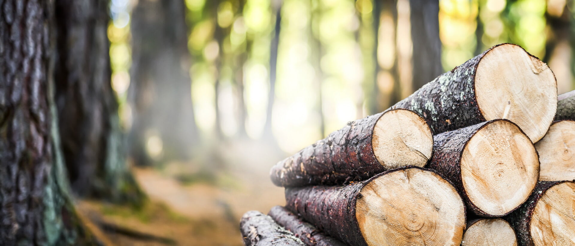Holz Baumstämme Forstflächen kaufen verkaufen